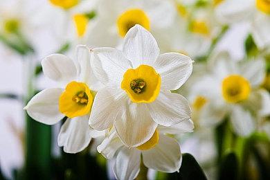 《超级马里奥兄弟：惊奇》的开发过程并不匆忙